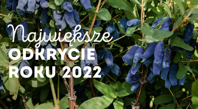 Jagoda kamczacka (haskap) najbardziej oczekiwanym gatunkiem 2022 roku