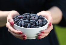 Jagoda kamczacka, minikiwi, rokitnik – trzy najbardziej oczekiwane superowoce 2022 roku