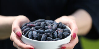 Jagoda kamczacka, minikiwi, rokitnik – trzy najbardziej oczekiwane superowoce 2022 roku