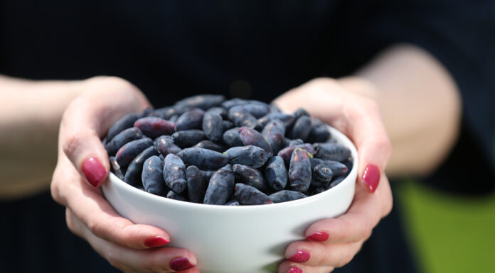 Jagoda kamczacka, minikiwi, rokitnik – trzy najbardziej oczekiwane superowoce 2022 roku