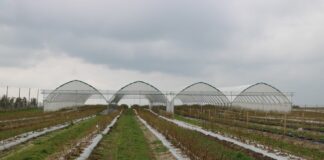 Kondycja borówek po zimie – regeneracja uszkodzeń po gradzie (tunel i pole) – Borówkowe Factory 2022