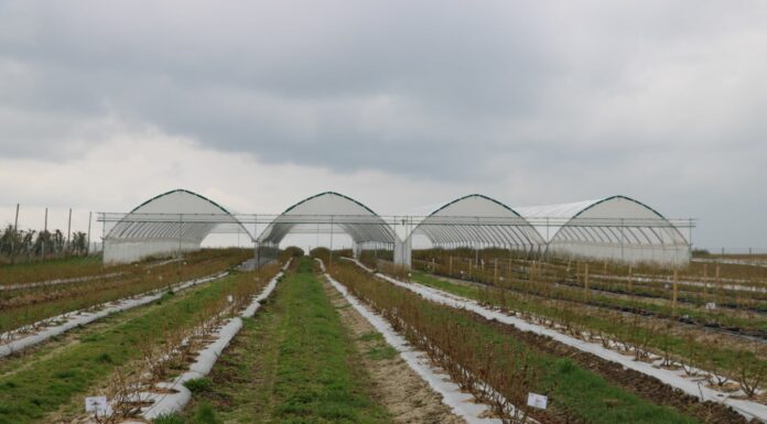 Kondycja borówek po zimie – regeneracja uszkodzeń po gradzie (tunel i pole) – Borówkowe Factory 2022