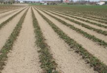 Polowe plantacje truskawek po przymrozkach – rekomendacje Jacka Witkowskiego z TAP