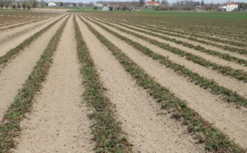 Polowe plantacje truskawek po przymrozkach – rekomendacje Jacka Witkowskiego z TAP