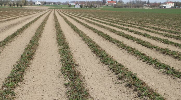 Polowe plantacje truskawek po przymrozkach – rekomendacje Jacka Witkowskiego z TAP
