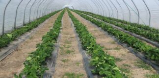 Program nawożenia truskawek w tunelach