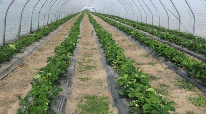 Program nawożenia truskawek w tunelach