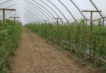 Ważne zabiegi na plantacjach letnich malin w uprawie tunelowej – do czasu kwitnienia