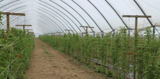 Ważne zabiegi na plantacjach letnich malin w uprawie tunelowej – do czasu kwitnienia