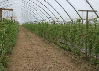Ważne zabiegi na plantacjach letnich malin w uprawie tunelowej – do czasu kwitnienia
