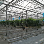 Tablice lepowe 1truskawka_chenczke