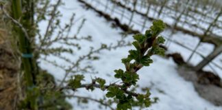 Porzeczka i agrest – biało i zielono (monitoring plantacji, 05.04.2022, Mazowsze)