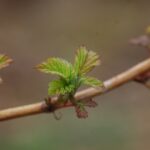 fot.-1.-Wilamette-17.04.2021-1