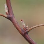 fot.-2.-Wilamette-31.03.2022