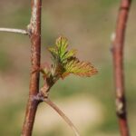 fot.-3.-Wilamette-14.04.2022