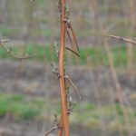 fot.-4.-Glen-Ample-17.04.2021