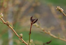 Rozwiązania do zwalczania chorób i szkodników na plantacjach borówki