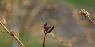 Rozwiązania do zwalczania chorób i szkodników na plantacjach borówki