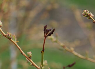 Rozwiązania do zwalczania chorób i szkodników na plantacjach borówki
