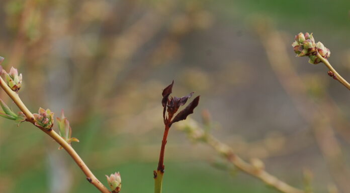 Rozwiązania do zwalczania chorób i szkodników na plantacjach borówki