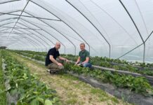 Rozwiązania firmy Koppert do uprawy truskawek