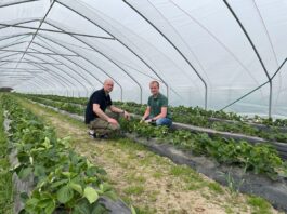 Rozwiązania firmy Koppert do uprawy truskawek