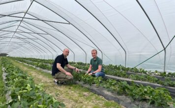 Rozwiązania firmy Koppert do uprawy truskawek