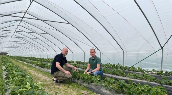 Rozwiązania firmy Koppert do uprawy truskawek