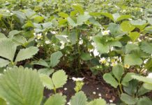 Truskawka – w tunelach się dzieje (19.04.2022 r., monitoring plantacji)