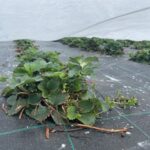 lutrasil_pro_center_plast_IMG_2558 (1)