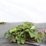 lutrasil_pro_center_plast_IMG_2558 (4)