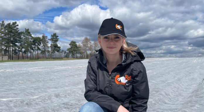 Biała agrowłóknina w uprawie truskawek – co decyduje o jej trwałości