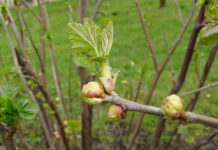 WIELKOPĄKOWIEC PORZECZKOWY- wysoka skuteczność zabiegu i ograniczenie nabywania odporności.