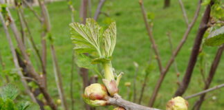 WIELKOPĄKOWIEC PORZECZKOWY- wysoka skuteczność zabiegu i ograniczenie nabywania odporności.