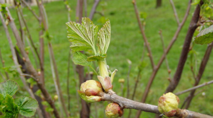 WIELKOPĄKOWIEC PORZECZKOWY- wysoka skuteczność zabiegu i ograniczenie nabywania odporności.