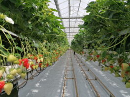 Polskie truskawki ze szklarni już od kwietnia w sprzedaży