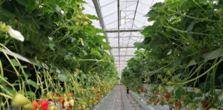 Polskie truskawki ze szklarni już od kwietnia w sprzedaży