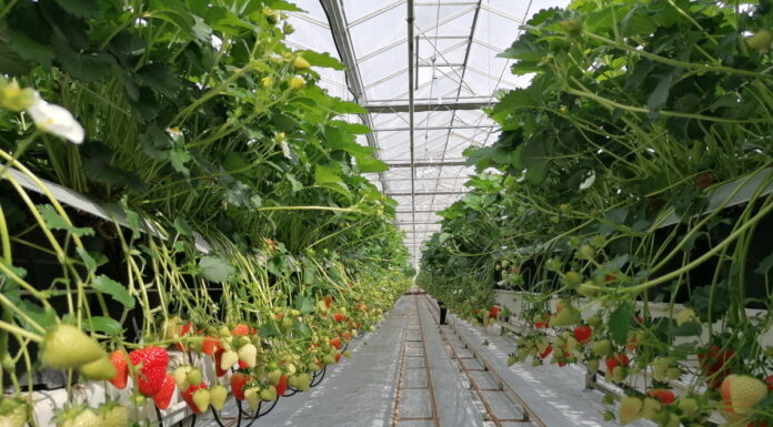 Polskie truskawki ze szklarni już od kwietnia w sprzedaży