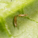 1.Frankliniella occidentalisJagodnik_5_2022_