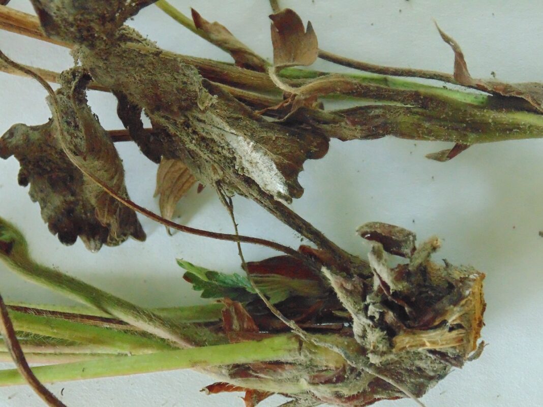 Zamieranie roślin spowodowane obecnością F. avenaceum