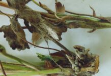 Patogeny zagrażające uprawom jagodowym w bieżącym sezonie 2022 Zamieranie roślin spowodowane obecnością F. avenaceum