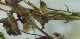 Patogeny zagrażające uprawom jagodowym w bieżącym sezonie 2022 Zamieranie roślin spowodowane obecnością F. avenaceum