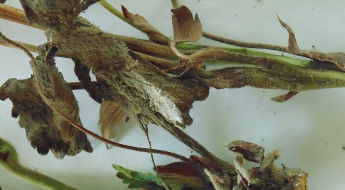 Patogeny zagrażające uprawom jagodowym w bieżącym sezonie 2022 Zamieranie roślin spowodowane obecnością F. avenaceum