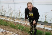 Rozwiązania do zwalczania chorób i szkodników w uprawie borówki