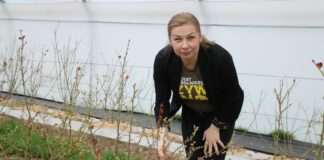 Rozwiązania do zwalczania chorób i szkodników w uprawie borówki