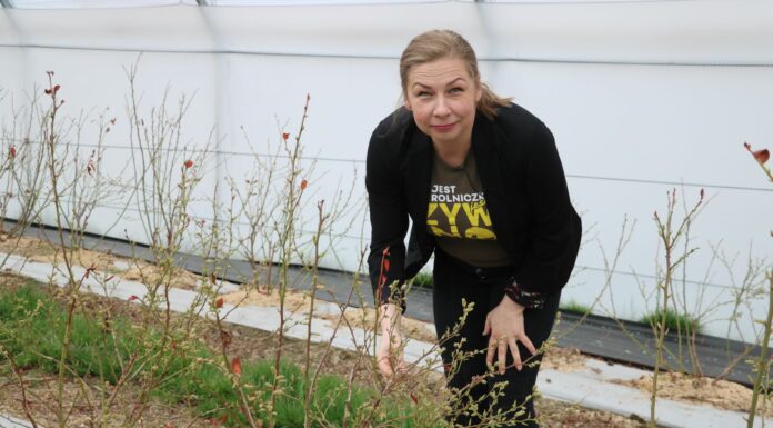 Rozwiązania do zwalczania chorób i szkodników w uprawie borówki