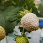 Mączniak prawdziwy truskawki – jak skutecznie zapobiegać?