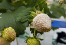 Mączniak prawdziwy truskawki – jak skutecznie zapobiegać?