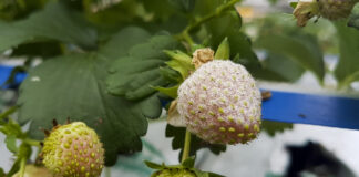 Mączniak prawdziwy truskawki – jak skutecznie zapobiegać?