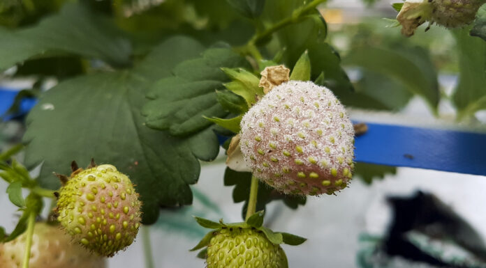 Mączniak prawdziwy truskawki – jak skutecznie zapobiegać?